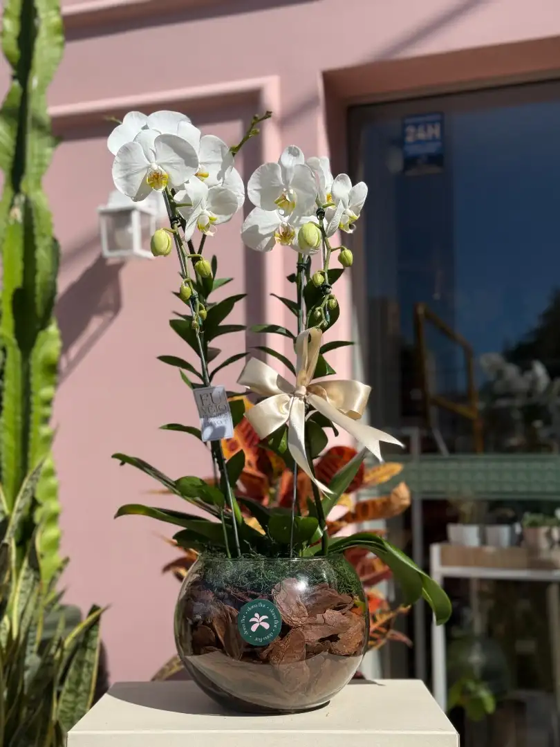 Orquídea em Aquário