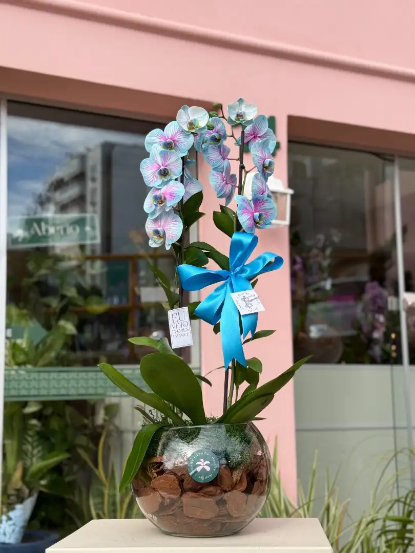 Orquídea Azul
