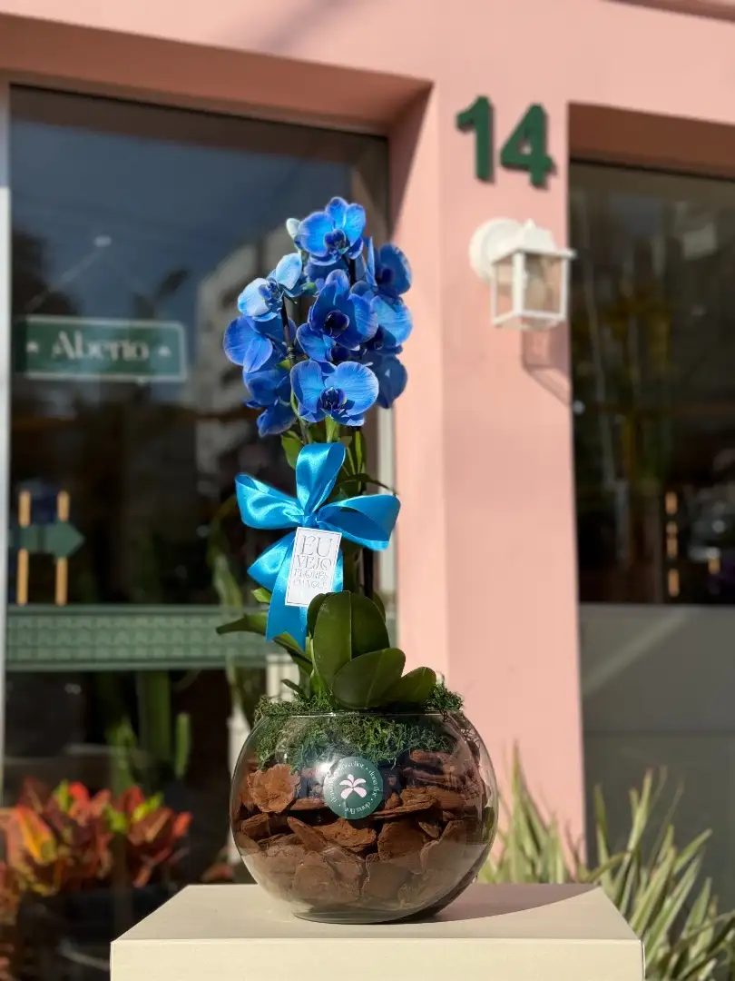 Orquídea Azul
